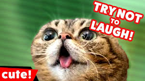 Try Not To Laugh At These Funny Cat Videos Of 2016 Weekly Compilation Kyoot Animals Funnypetvideos Funny Cat Videos Funny Animals Cats Doing Funny Things