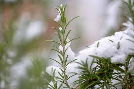 Jul 14, 2021 · answer: The Best Cold Hardy Rosemary Varieties Gardener S Path