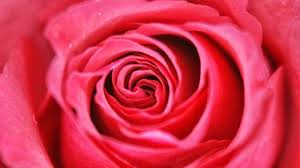 Full Screen Red Rose Wallpaper In Hd Hd Wallpapers Wallpapers Download High Resolution Wallpapers Rose Wallpaper Rose Flower Wallpaper Flower Wallpaper