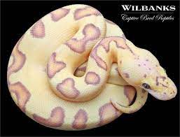 Banana Enchi Pastel Clown Ball Python Ball Python Morphs Ball Python Python