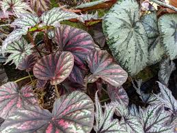 Image result for Begonia rostrata