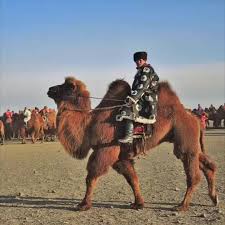 Why a camel of course! a gloating smile broke on the lebanese innkeeper's face as bradham reinforced his position: Pin On Gobi Adventures