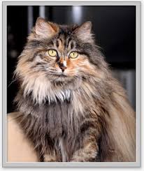 #6 i don't remember how many cats i had to have dental work done which cost about $175.00 each cat for pulling infected teeth i had. Northwest Pet Vaccination Packages Wa Id And Or Low Cost Cat Dog Shots