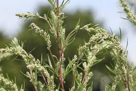 Ragweed Erkennen