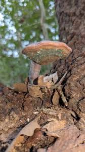 Image result for Ganoderma curtisii