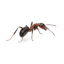 Do electronic rodent repellents really work? Ants Pest Guide Ledford S Pest Control
