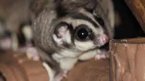 Sebab kondisi kandang yang kotor bisa menumbuhkan bakteri. 12 Makanan Kesukaan Sugar Glider Dan Cara Memberikan Makannya Hot Liputan6 Com