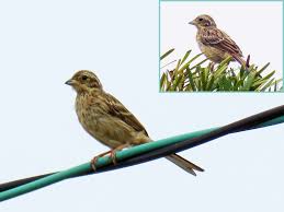 ズカンドットコム