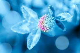Image gallery light blue flower wallpaper. Beautiful Light Blue Flowers To Consider For Your Garden Floraqueen