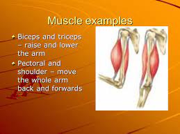Help us move mailing list * indicates required. Muscles Tendons And Ligaments How They Work Together To Help Us Move Ppt Download