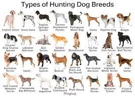 People have been breeding dogs since prehistoric times. List And Pictures Of Best All Round Hunting Dogs 101dogbreeds Com