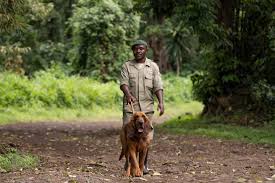 A member of the K-9 anti-poaching unit taking one of the Congo hounds for a  walk. . . . . . . . . . . . . #virunganationalpark#virungaalliance  #portraits#documentaryphotography #travelafrica#seeafrica  #natgeoimagecollection #natgeoyourshot ...