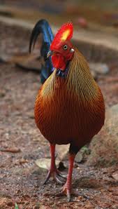 Ceylon Junglefowl Photo El Macho The Internet Bird Collection Chickens And Roosters Fancy Chickens Chickens Backyard