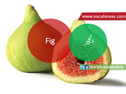 Fruits Name In Urdu Hindi And English With Pictures Learn English English Vocabulary Learn English Words