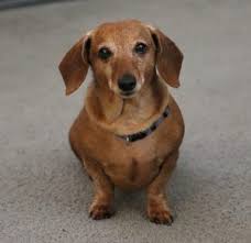 Both the standard and miniature goldens face the risk of inheriting various genetic. German Dog Breeds German Culture