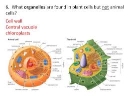 Maybe you would like to learn more about one of these? Worksheet Cell Test Review Ppt Download