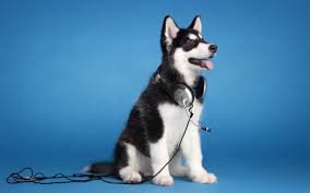 Dr giver dig lokale nyheder døgnet rundt. Husky Wallpapers 86 Background Pictures