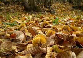 The historic village of castagneto is located in the center of the maremma livornese a few km from its stretch of the tyrrhenian coast known as the etruscan coast. Visita Al Castagneto E Pelatura Castagne Eventi