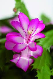 I fiori rosa sono quelli di dendrobium phalaenopsis, quelli bianchi di. Schlumbergera Truncata Viridea Fiori Piante Da Interno Piante Di Casa