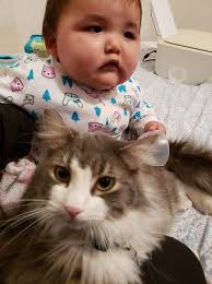 Lost declawed cat in Shelley Drive area