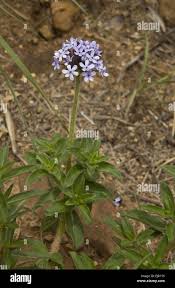 Image result for Pentanisia