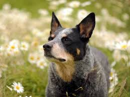 The australian cattle dog (acd), or simply cattle dog, is a breed of herding dog originally developed in australia for droving cattle over long distances across rough terrain. Australian Cattle Dog Price Temperament Life Span