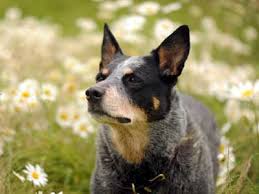 Maybe you would like to learn more about one of these? Australian Cattle Dog Price Temperament Life Span