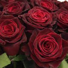 Dark red and black flowers. Black Bacarra Red Rose Dark Red Roses Red Roses Burgundy Flowers