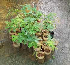Image result for Caesalpinia sappan