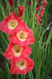 The Butler Did It Gladiolus Beautiful Flowers Flowers