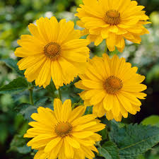 Image result for Aspilia helianthoides