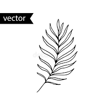 Black and white engraved ink art. Vector Outline Illustration Of Tropical Plant Simple Elegant Black And White Hand Drawn Palm Leaf Stock Vector Illustration Of Decorative Palm 155716182