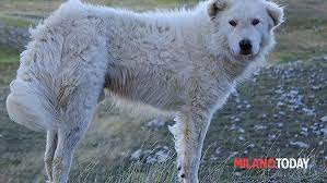 Aggredita dal cane mi difendo con cuscini. Obbligava La Moglie A Fare Sesso Con Il Cane Fermato Un Uomo Nel Milanese