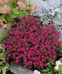 Image result for foto Lobelka