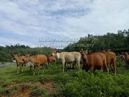 Peternakan kambing yang kami kembangkan saat ini adalah kambing etawa senduro dan kambing etawa kaligesing. Lembu Bali Ternakan Berpotensi Di Sarawak Universiti Putra Malaysia