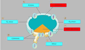 Bioflix Activity Mitosis Events Of Mitosis Answers Microbiology Mastering Microbiology Homework Chapter 12 13 Bioflix Activity Mitosis The Cell Cycle Diagram Quizlet