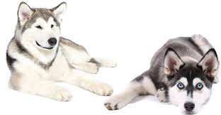 Hair loss initially leads to gradual thinning and the frontal and temporal hairline starts receding. Alaskan Malamute Vs Siberian Husky Can You Spot All The Differences