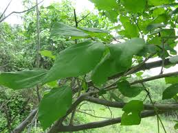 Image result for Cordia monoica