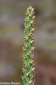 Image result for Disa cryptantha