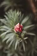 Image result for Helichrysum quartinianum