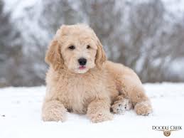 May 30, 2021 litter size: Carter Trained Mini English Goldendoodle For Sale Ontario Doodle Creek