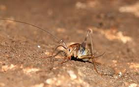 They eat fungi, roots, fruit, and dead insects, including other crickets. Everything You Need To Know About Camel Crickets