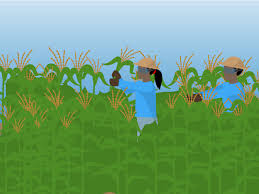 Growing Seed Corn: Is It Right For You?