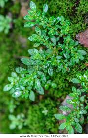 Image result for Pilea johnstonii
