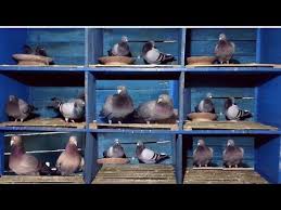 How To Take Care Of Pigeon Breeding Loft Biosecurity Youtube Pigeon Breeds Pigeon Pigeon House