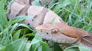 State museum of natural sciences. Baby Copperhead Season Has Begun In Carolinas What To Know The State