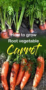 Growing Carrots In Containers How To Grow Carrots At Home Naturebring How To Plant Carrots Growing Carrots Root Vegetables