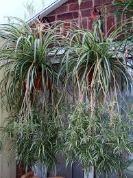 Image result for Chlorophytum delicatulum