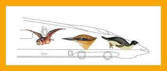 Lab answers • preview answer key guidance jun 08, 2021beaks of finches lab answers. Biomimicry Nature S Answer To The Betterment Of Our Poorly Designed World Comprehensive Cad Bim Service Provider Advenser