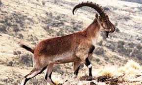 Image result for Ethiopia
